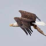 11SB7845 American Bald Eagle